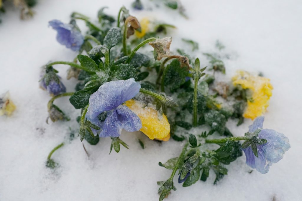 Purple and yellow pansy flowers coated in snow and ice