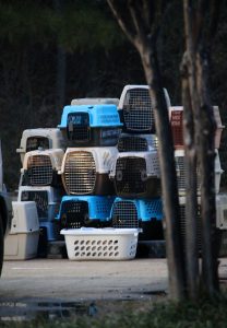 Pet carriers of a variety of sizes and colors stacks outside Mississippi Critterz in Oxford, Mississippi