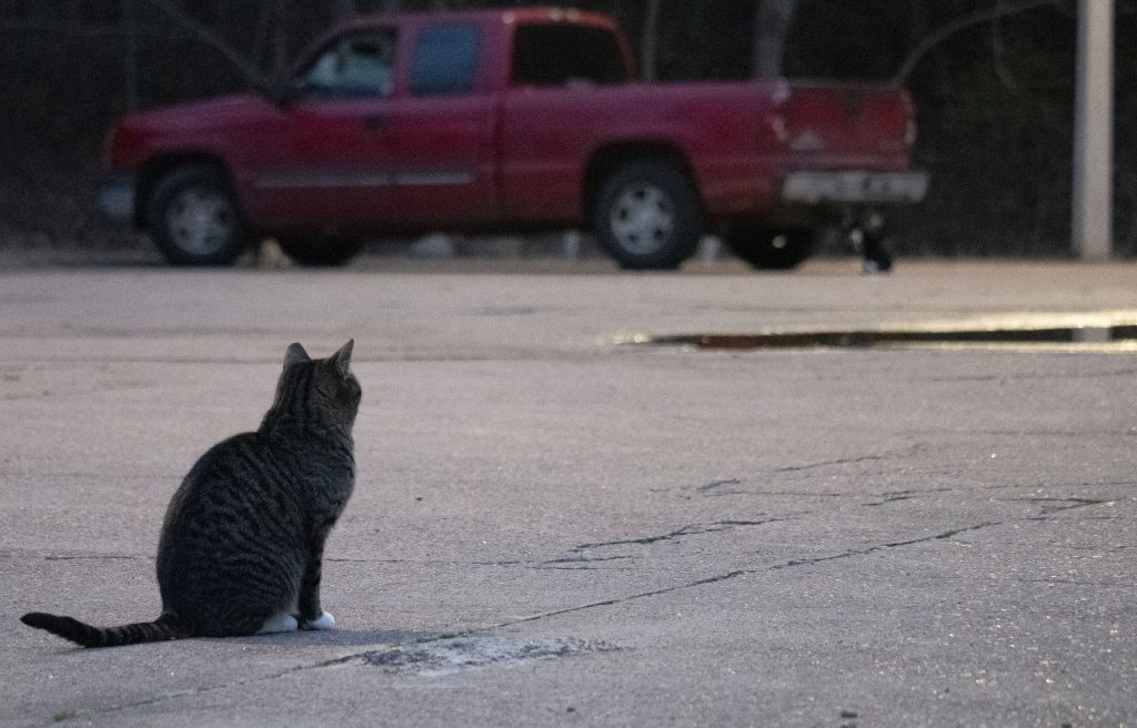 A black cat sits outside Mississippi Critterz looking forlornly toward a red pickup truck.