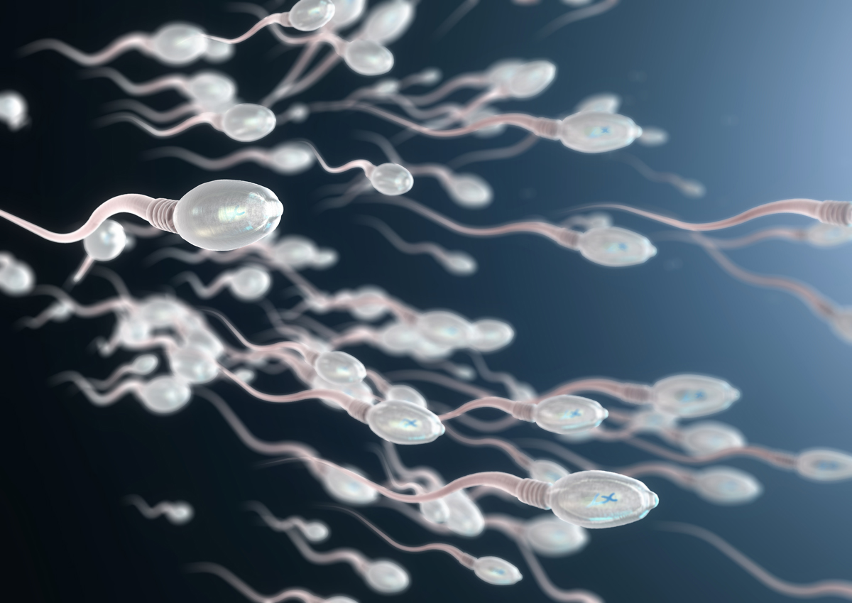 An illustration of human sperm cells.