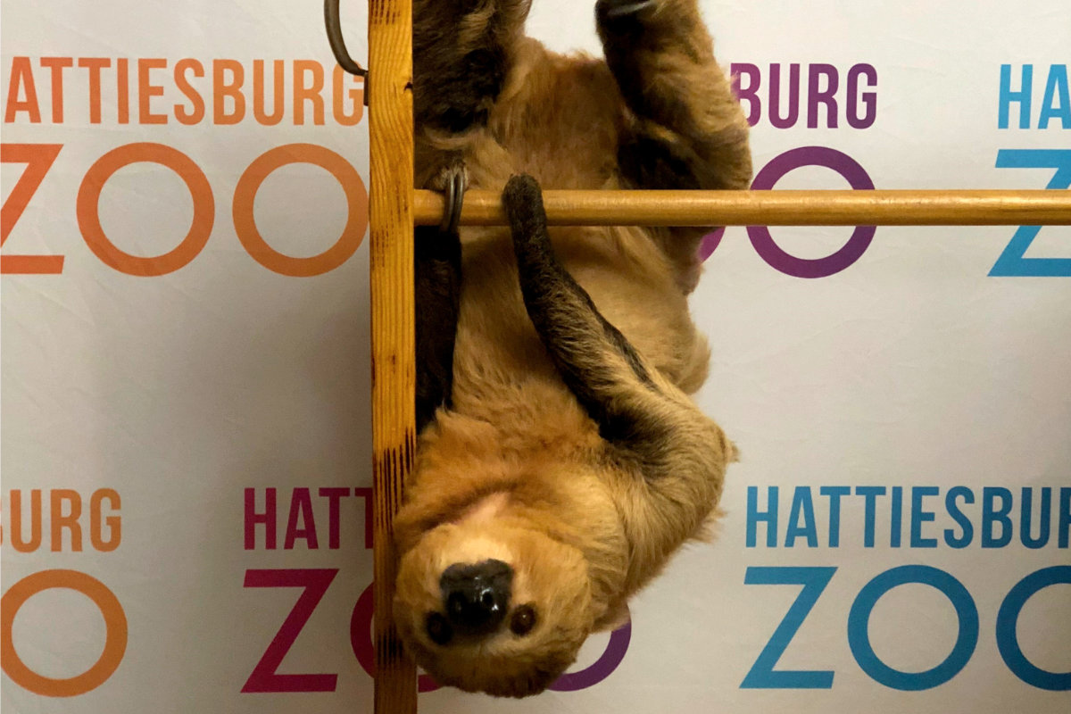A Hattiesburg Zoo sloth hanging upside down from a wooden railing