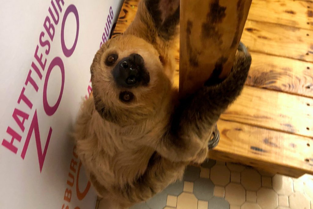 A sloth at the Hattiesburg Zoo clinging to a wooden post and looking up at the camera
