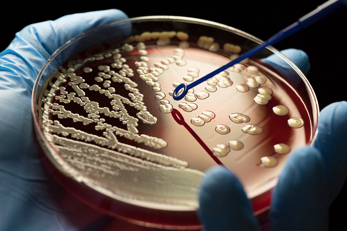 Petri dish held in blue gloved hands