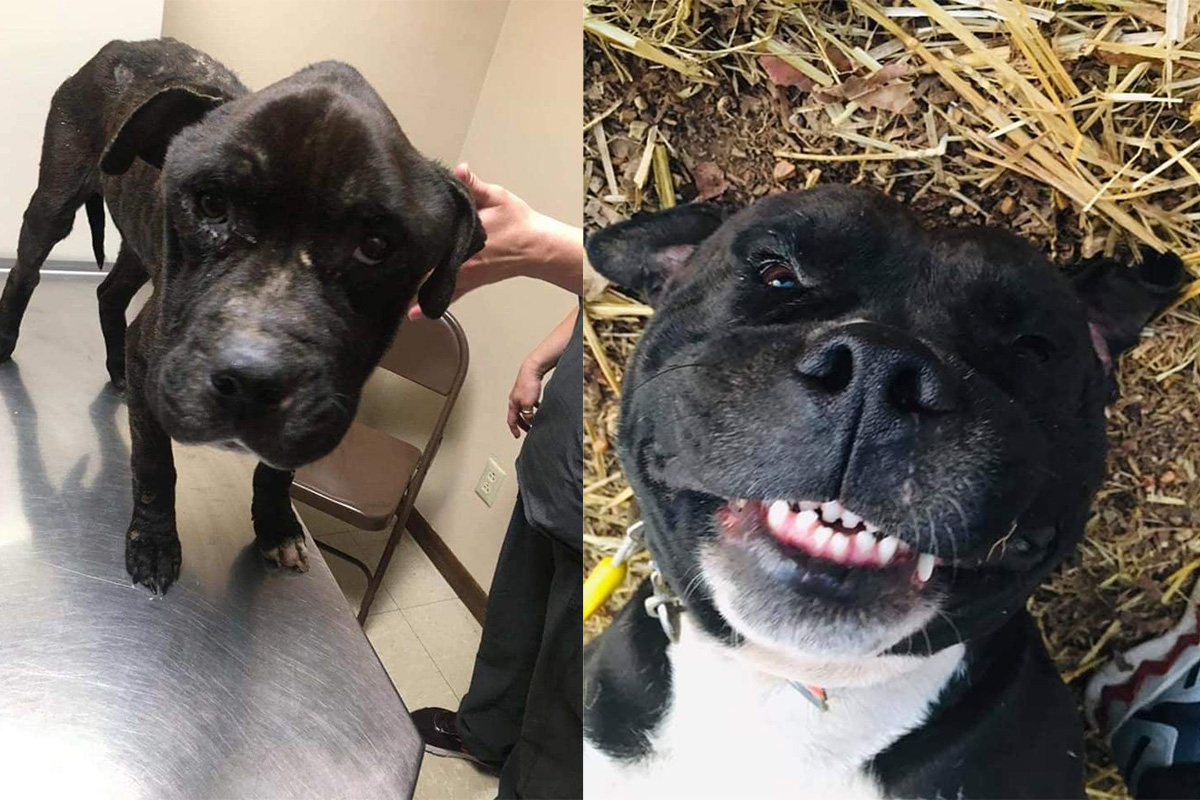 A before and after comparison of a black dog that was scared and is now smiling