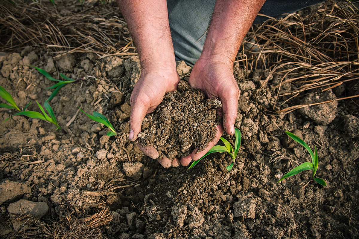 A pair of hands holding soil over a row of green things growing
