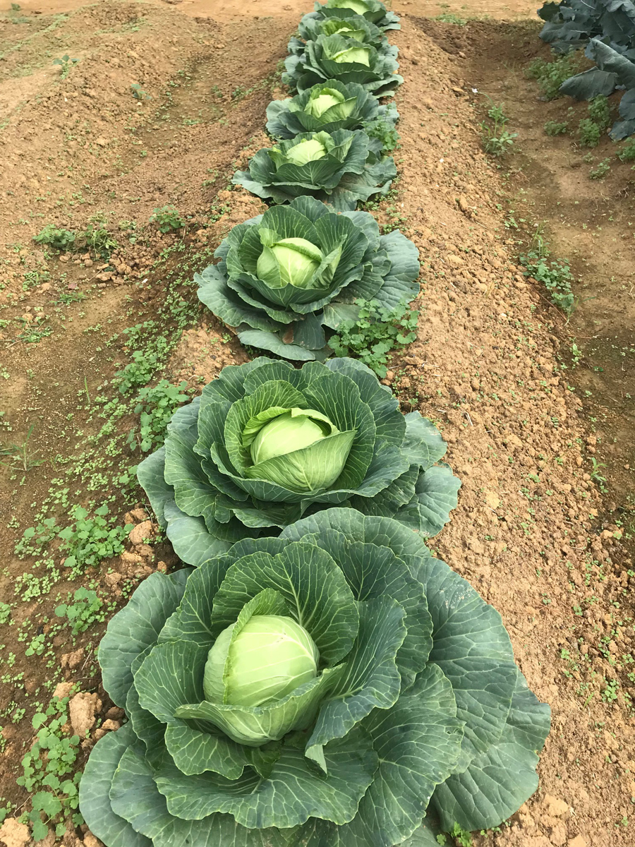 A row of cabbages ready to be picked