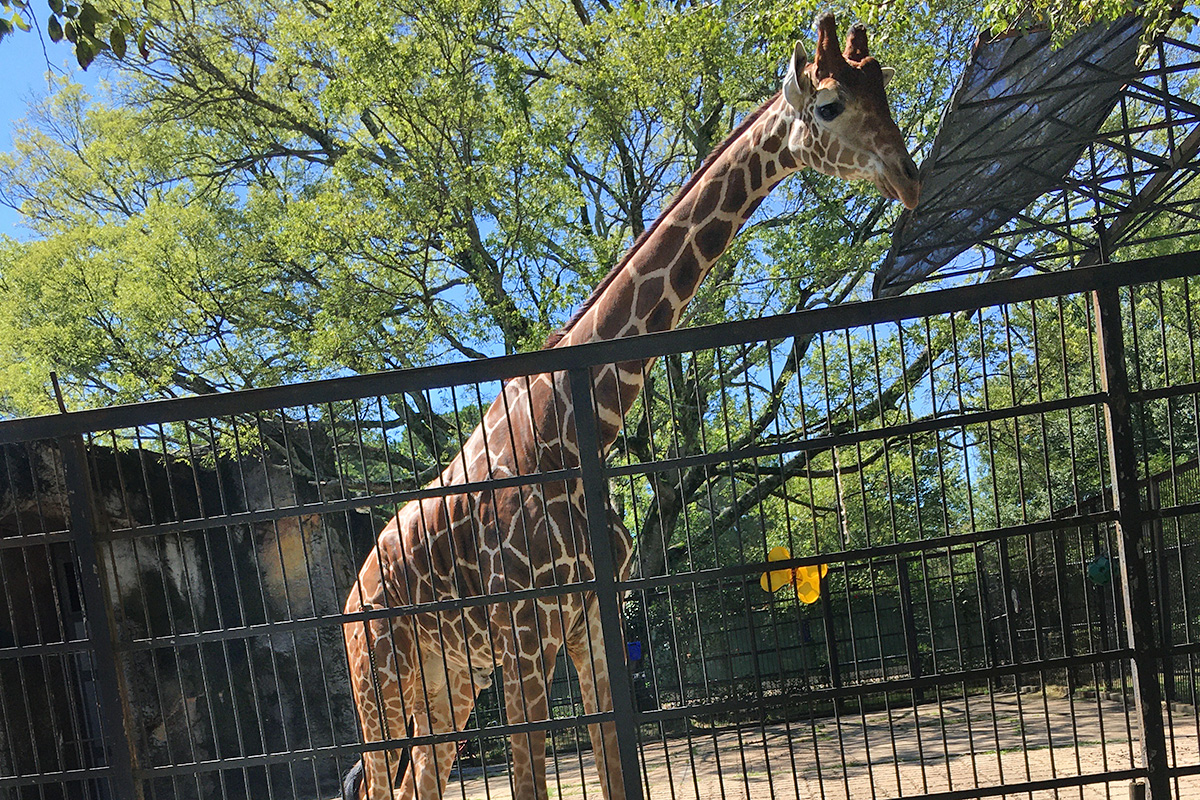 жирафа.  Рядом с ее забором в зоопарке Джексона