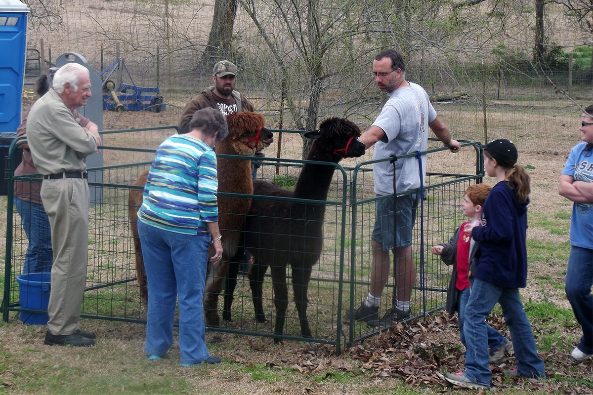 Man people around a pen containing two alpacas