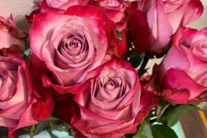 a close up of roses with red edges and pink middle (self-care)