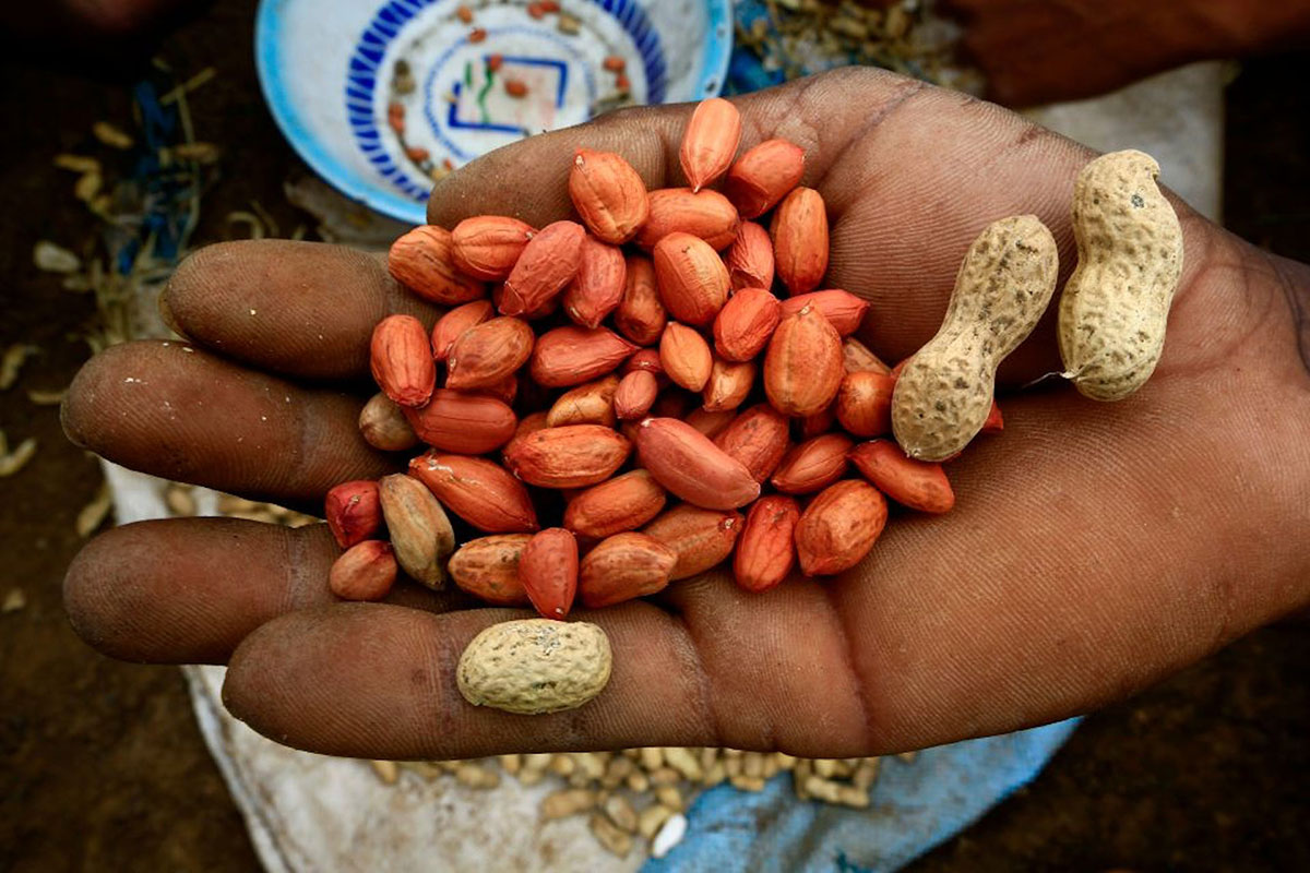 A farmer displays a handful of peanuts (Africans)