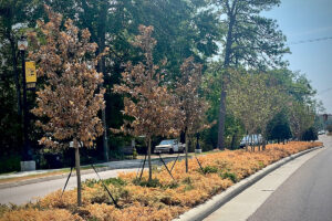 Brown dying trees and ground cover growth due to drought