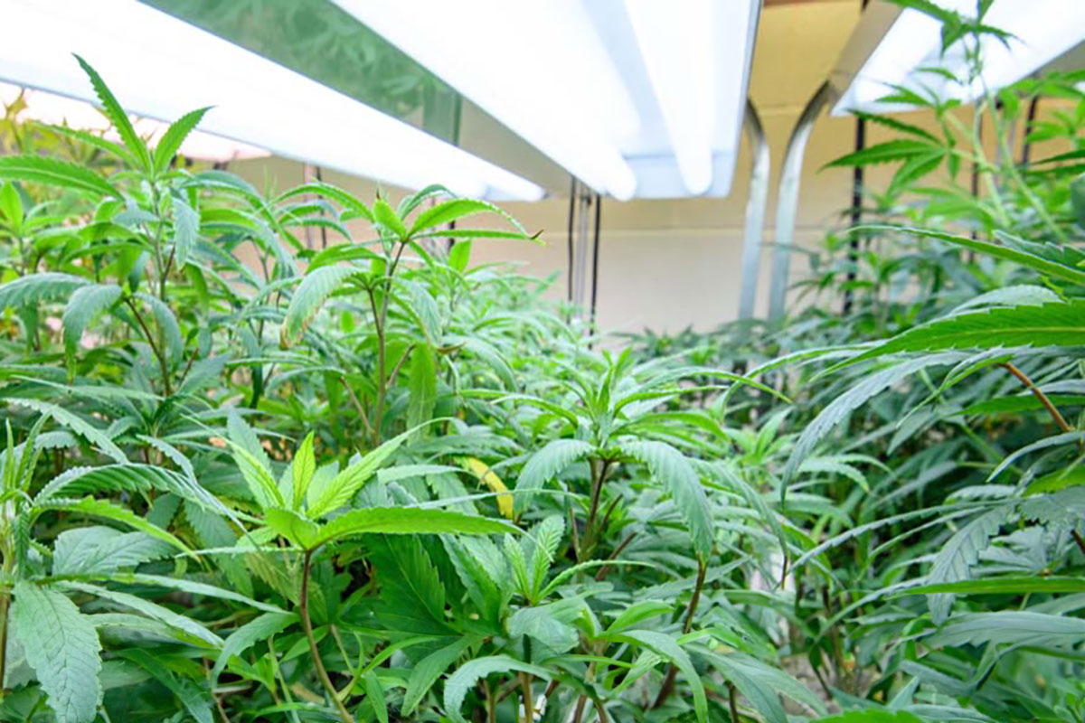 Cannabis plants growing in a lighthouse