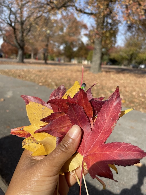 holding fall colored leaves in hand (season of rest)