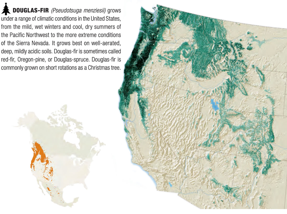 A chart that shows douglas fir trees growing on the western side of the USA (Christmas tree)