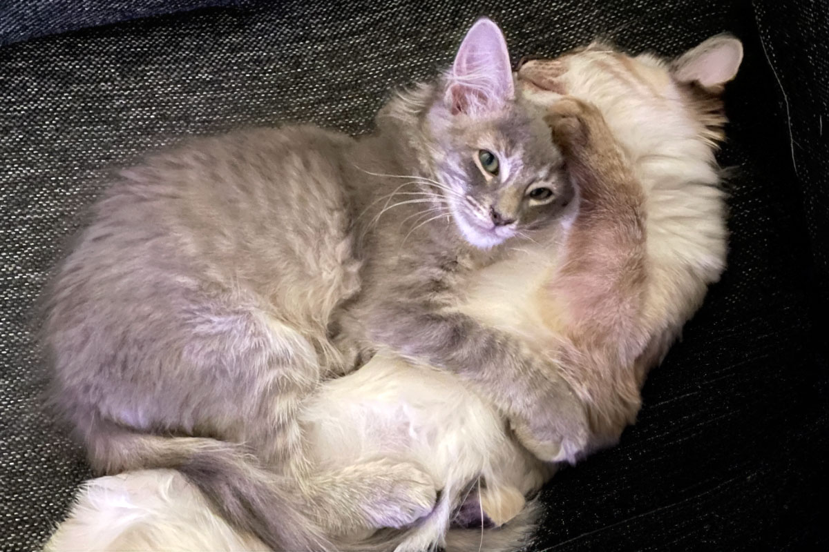 Two white and grey cats cuddling on a grey couch