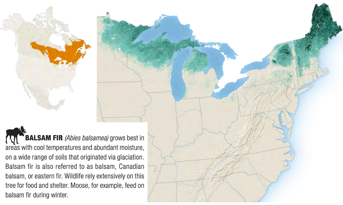 A chart showing Balsam Fir trees that grow in Canada and along the northern USA
