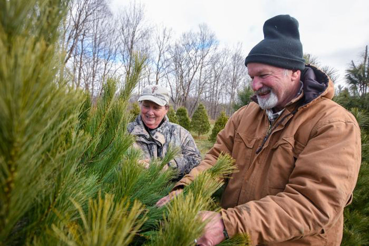 Two people smile as they pick a pine tree at a tree farm