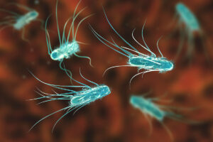 Escherichia coli bacteria illustration