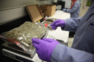 Purple gloved hands are seen weighing a bag of marijuana on a scale