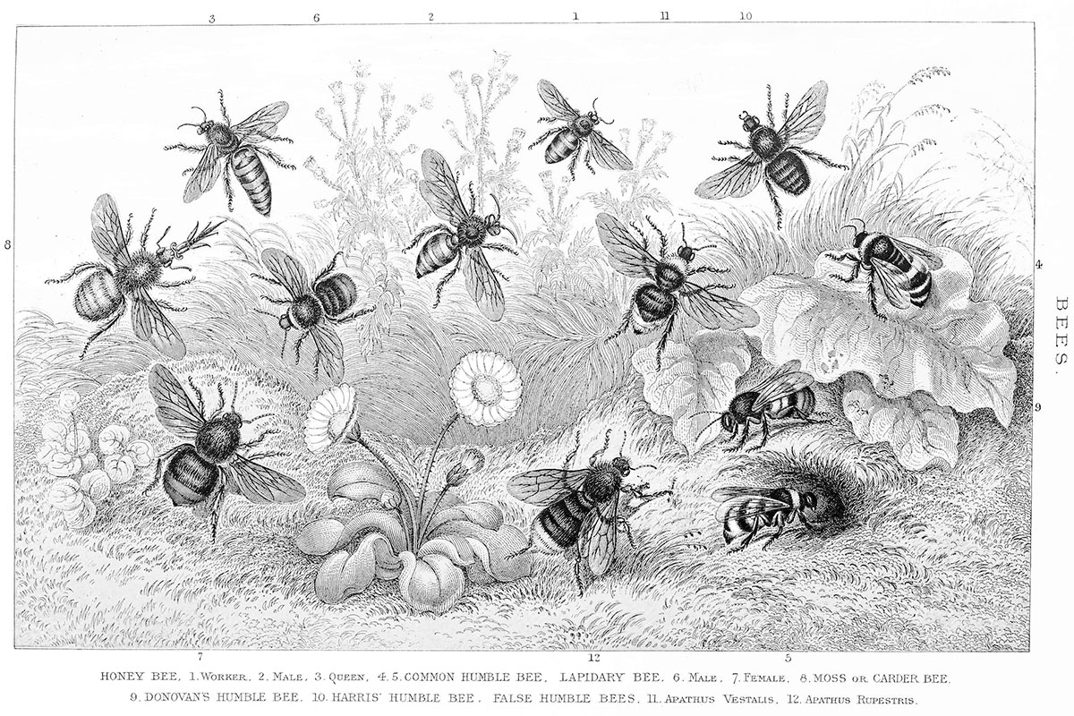 Black and white engraving of a variety of bees from 1894.