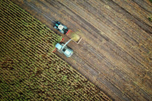 An aerial view of a green farming field that's been half harvested. Two trucks currently work on harvesting the rest.