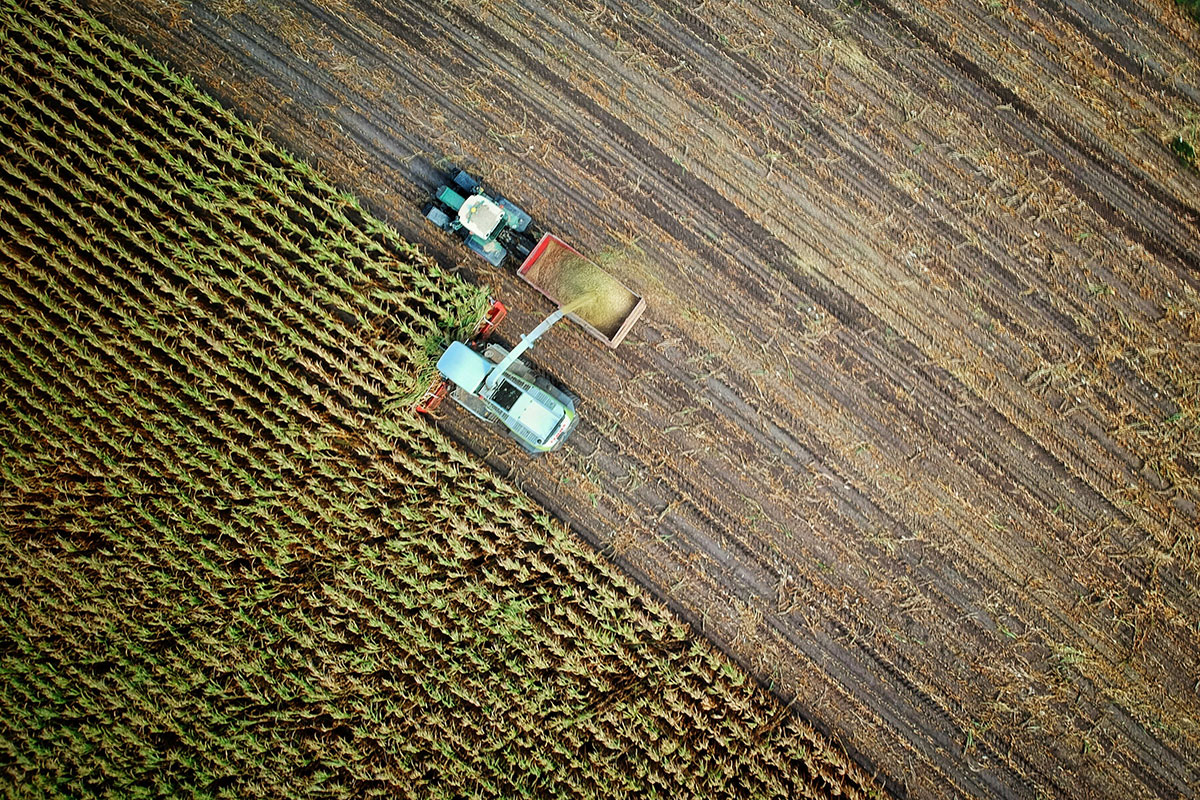 An aerial view of a green farming field that's been half harvested. Two trucks currently work on harvesting the rest.