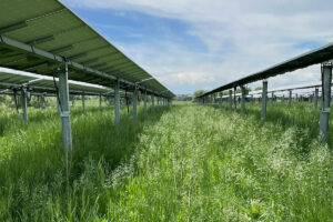 Lines of solar panels sit in a green space with tall grass