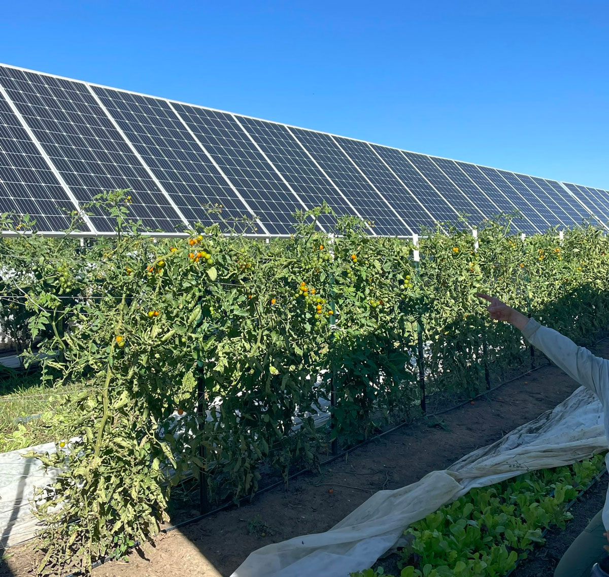 A row of solar photovoltaic panels with bushy tomato plants in front of them (solar power)