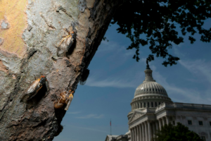 A tree trunk in the left side foreground has four cicadas visible. The US Capitol building is visible in the background.