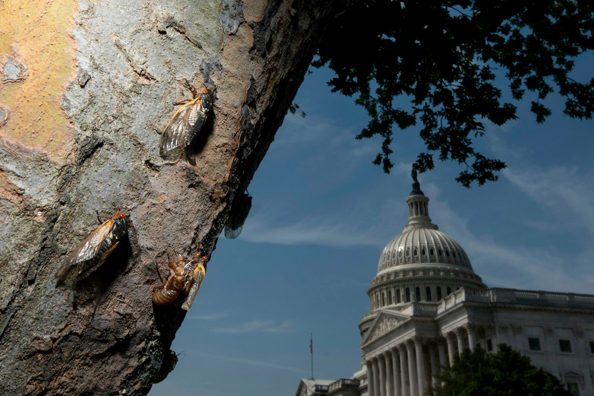 A tree trunk in the left side foreground has four cicadas visible. The US Capitol building is visible in the background.