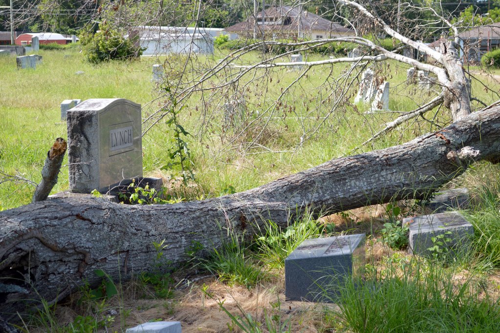 An overgrown cemetery with a fallen tree resting between headstones