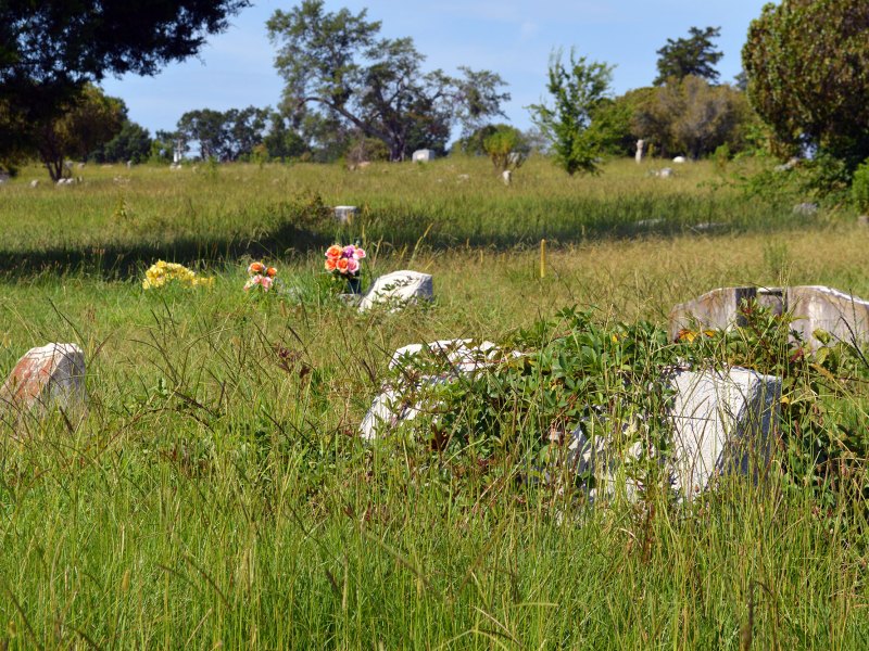 An overgrown cemetery with flowers and headstones peaking out of tall grass