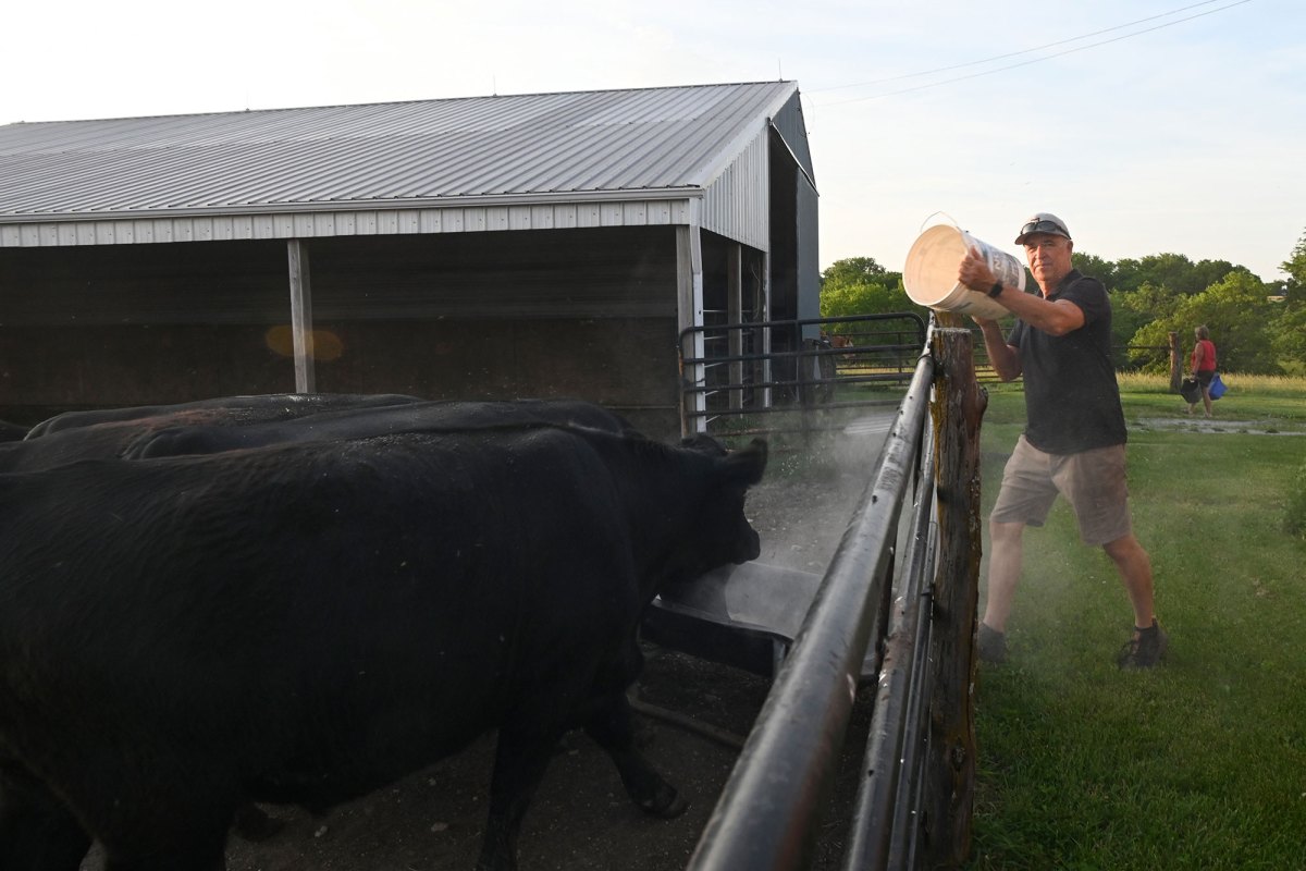 A man is seen pouring feed from a white bucket for the black cattle seen in a pen