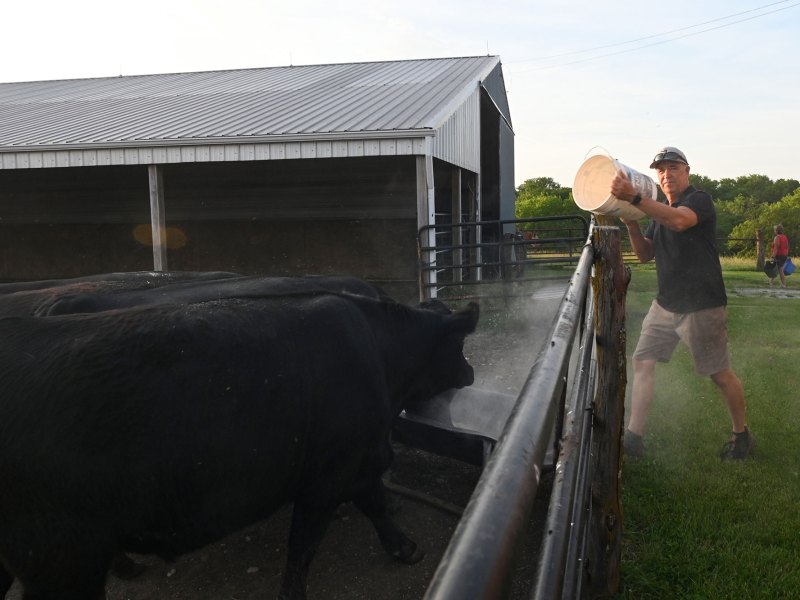 A man is seen pouring feed from a white bucket for the black cattle seen in a pen
