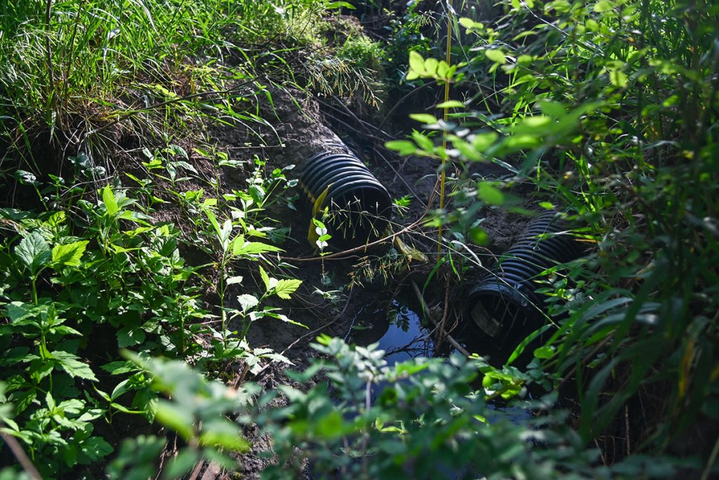 Two black drainage pipes peek out of greenery