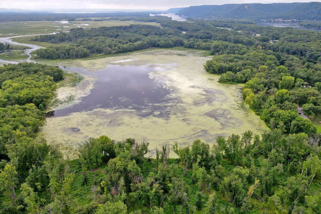 aerial view of a lake covered in algae and surrounded by trees