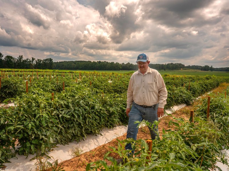 A man walks through a well maintained row of farmland on a slighly overcast day