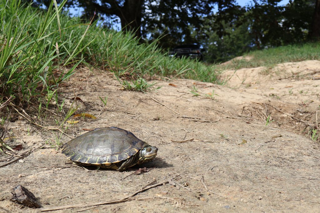 A brown turtle standing in the dirt before a grassy area