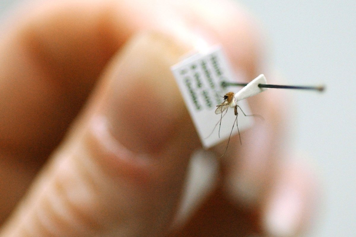 Closeup of a hand holding a tagged mosquito