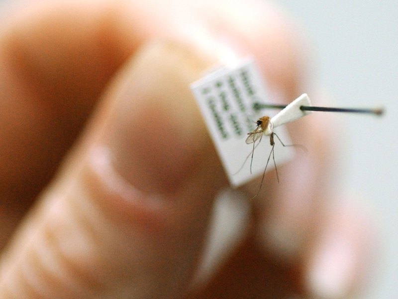 Closeup of a hand holding a tagged mosquito