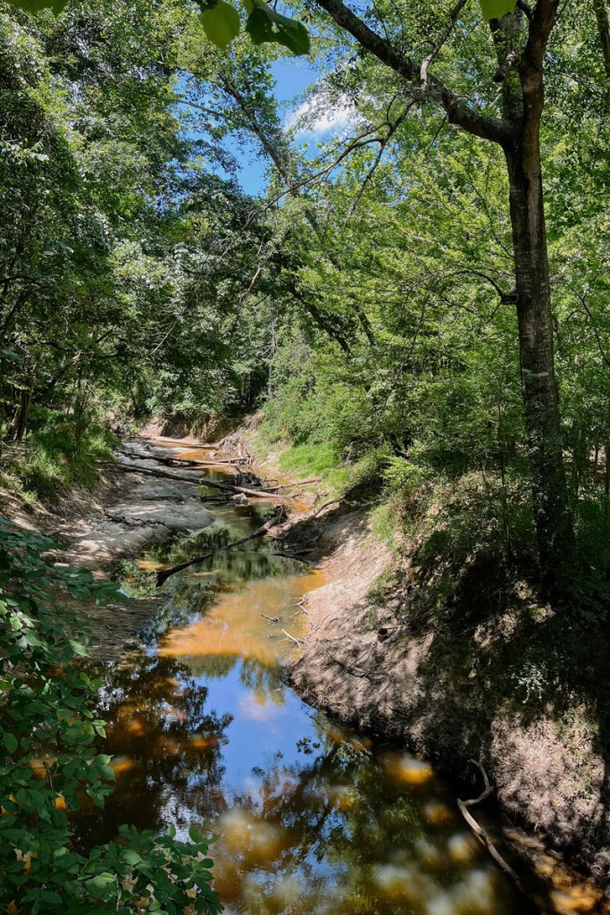 a small creek flowing through woods