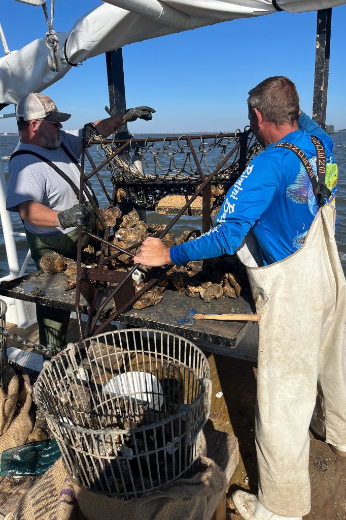 White men culling oysters on a boat