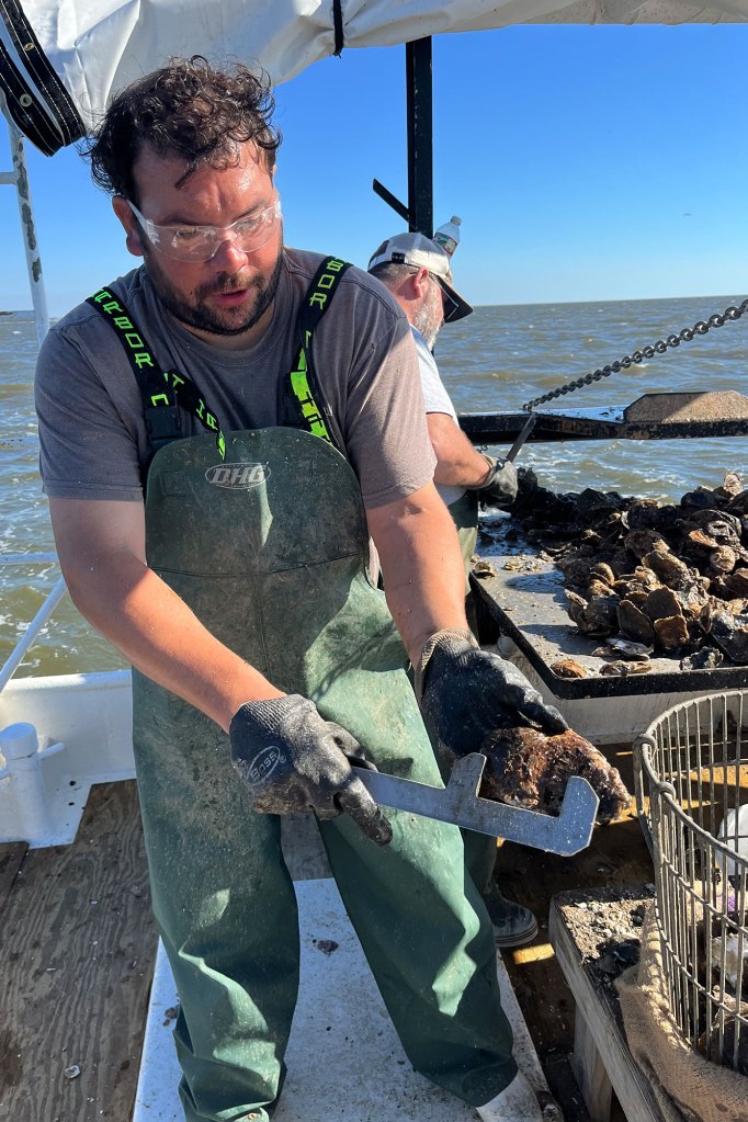 White men culling oysters on a boat
