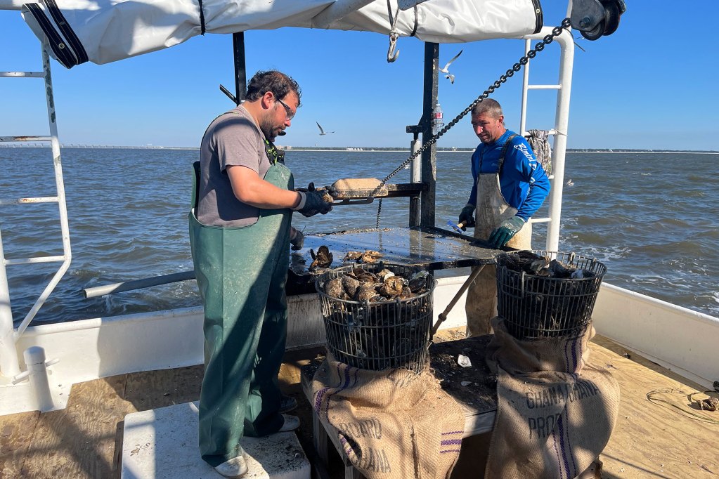 White men culling oysters on a boat