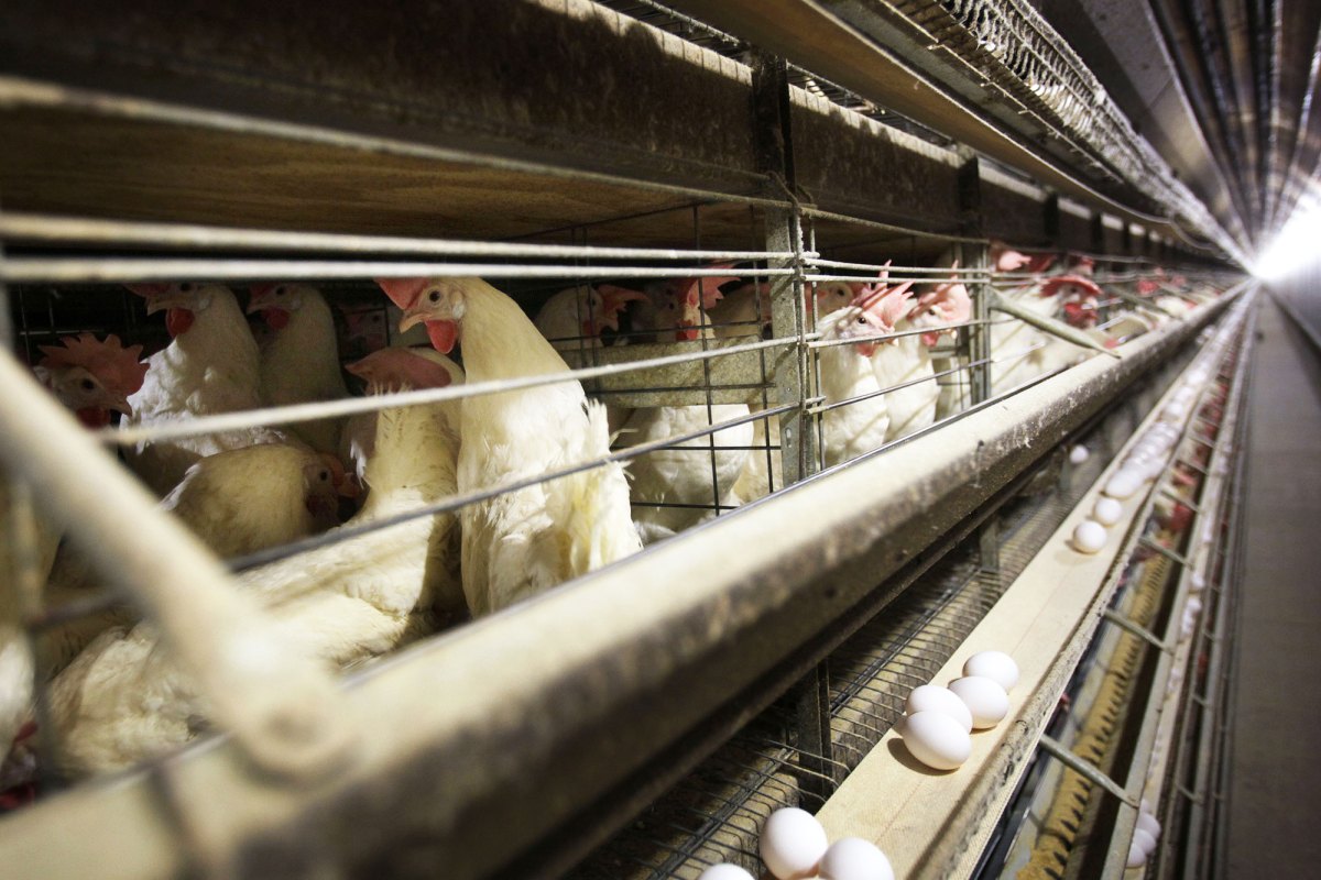 Rows of chickens in a poultry farm