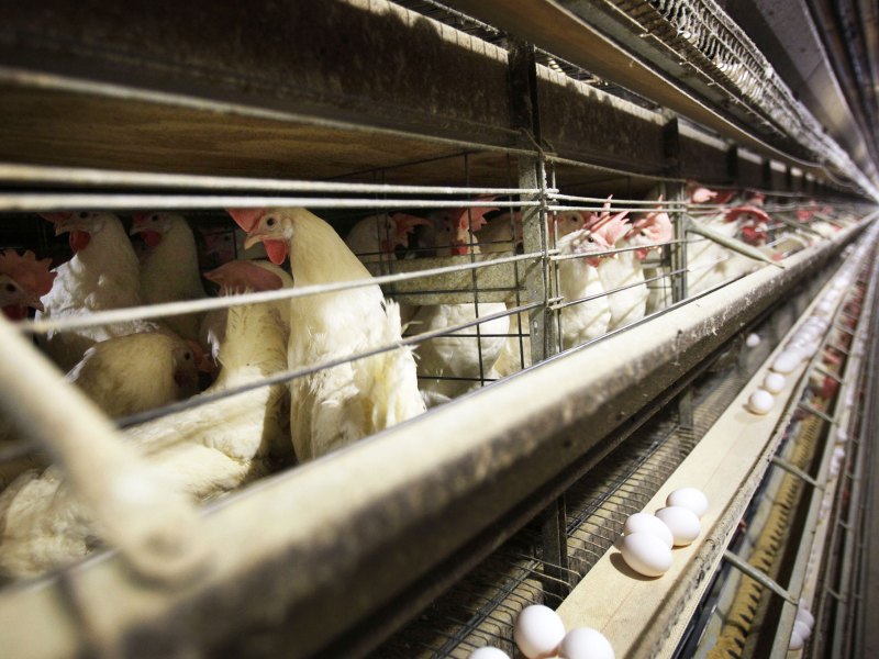 Rows of chickens in a poultry farm