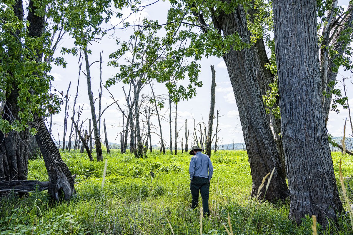 A man is seen walking through tall grass between taller trees