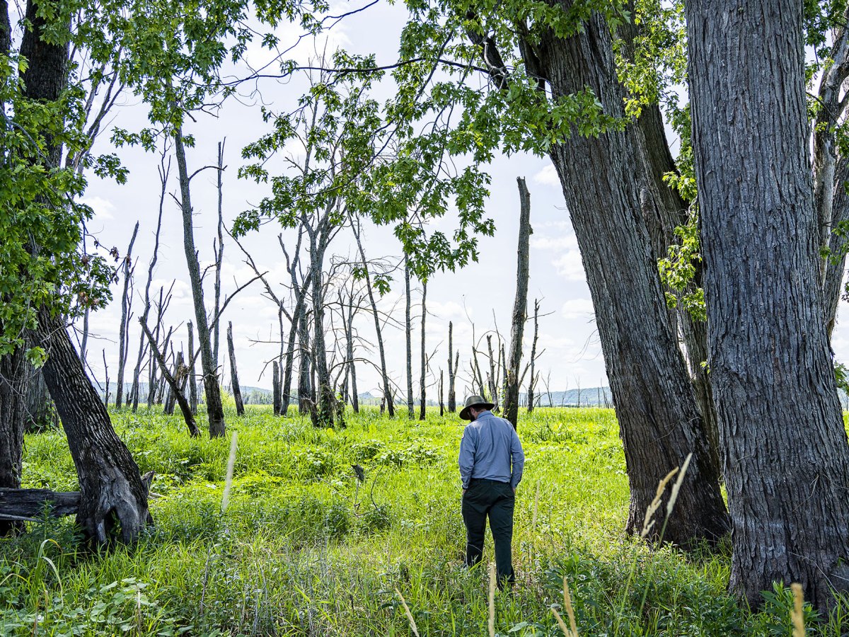 A man is seen walking through tall grass between taller trees