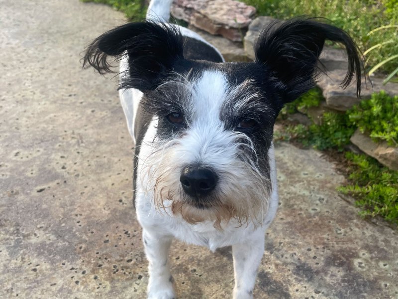 A small white and black dog stands on a sidewalk