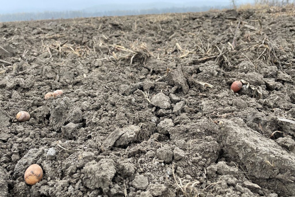 Acorns are seen in churned earth